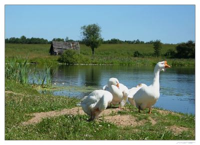 Природа вокруг участка