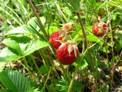 Земляничный куст